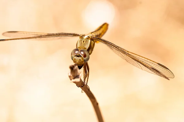 Libellule reposant sur une branche du champ, sur un fond clair. Macro. Nature et insectes . — Photo