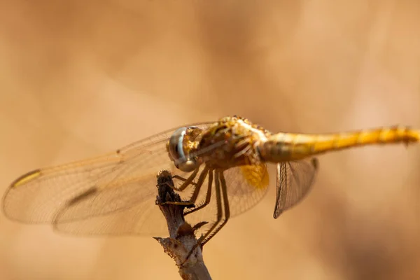 Libellule reposant sur une branche du champ, sur un fond clair, orange. Macro. Nature et insectes . — Photo