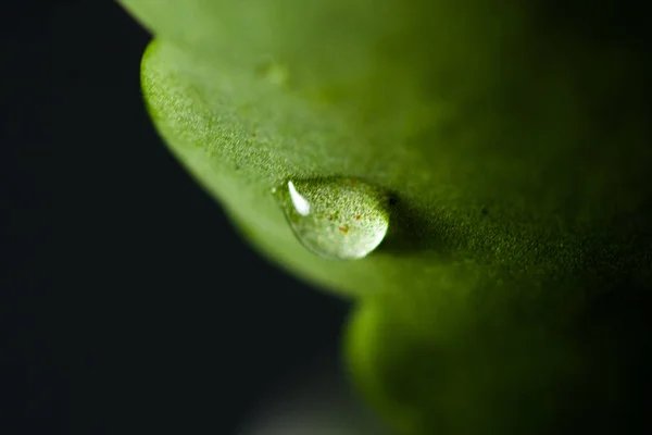 Hojas verdes naturales con gotas de agua, enfocadas con macro, maceta de plantas. Hojas verdes con gotas de agua . — Foto de Stock