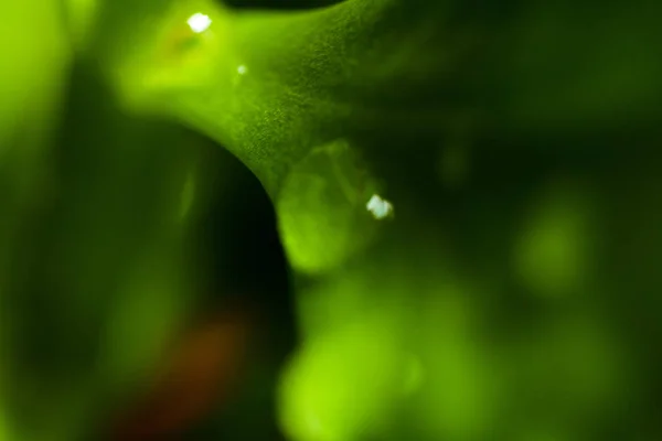天然緑の葉と水滴、マクロ、植木鉢に焦点を当てます。水滴を持つ緑の葉. — ストック写真