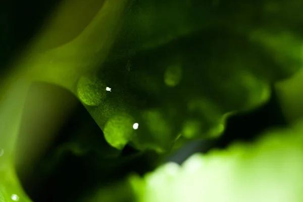 Hojas verdes naturales con gotas de agua, enfocadas con macro, maceta de plantas. Hojas verdes con gotas de agua . — Foto de Stock