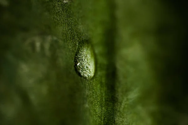 Натуральные зеленые листья с каплями воды, сфокусированные на макро-, растительном горшке. Зеленые листья с капельками воды . — стоковое фото