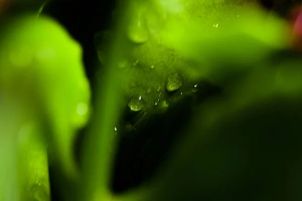 Φυσικά πράσινα φύλλα με σταγόνες νερού, επικεντρώθηκε με μακρο, φυτό χόρτο. Πράσινα φύλλα με σταγόνες νερού. — Φωτογραφία Αρχείου