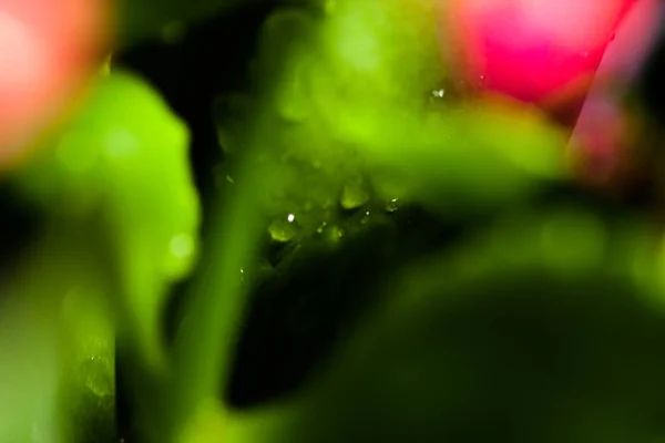 Natural green leaves with water drops, focused with macro, plant pot. Green leaves with water drops.