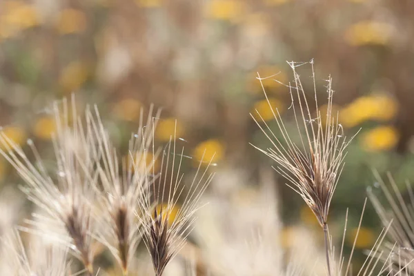 Пшениця сіяна посеред поля. Дика природа, чиста природа . — стокове фото