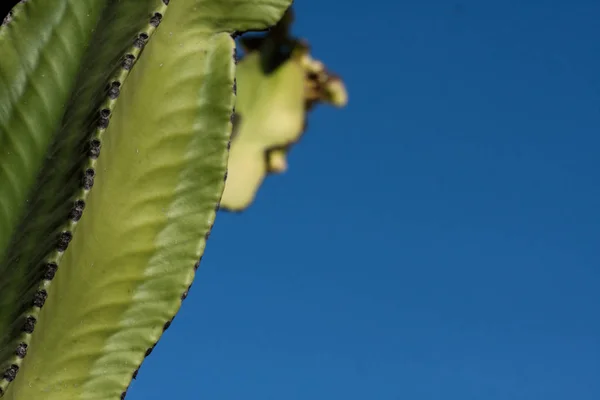 Zielony Kaktus o różnej pozycji. Minimalna martwa żywotność. — Zdjęcie stockowe