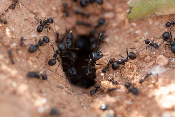Myror som tar deras mat till myrstacken. Royaltyfria Stockfoton
