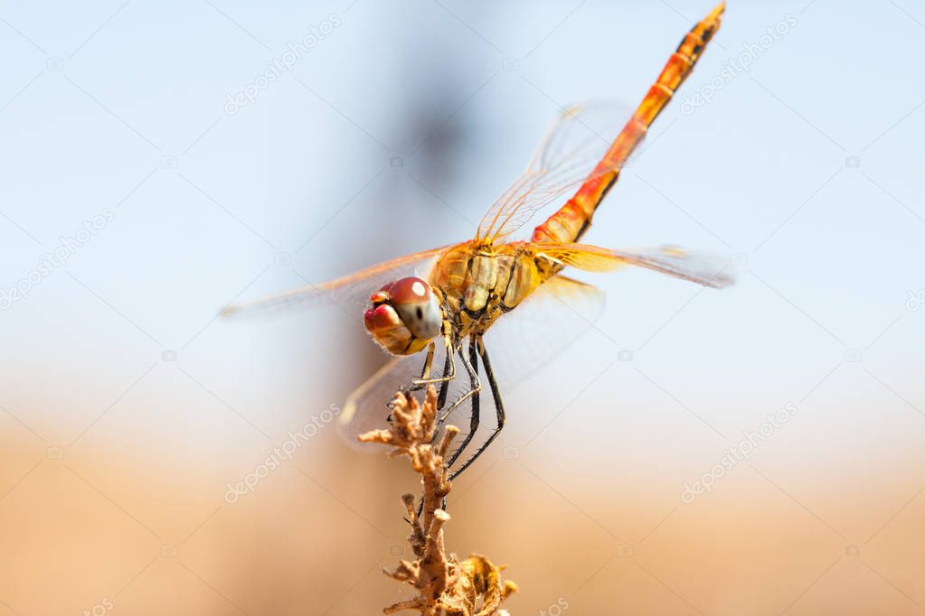 Dragonfly resting on a branch of the field, on a light background, orange. Macro. Nature and insects.