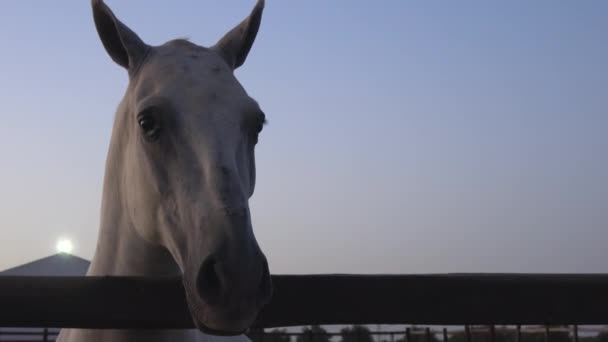 ウルトラ ハーネスなしの白馬の頭部のHdクローズアップ 馬は馬場で結ばれなかった 馬の世話をする田舎の人々 無料で健康的 馬の世話をする — ストック動画