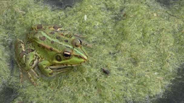 ウルトラHd カエルの種の豊富な緑藻の完全な濁った水の沼でカエル カエルの呼吸自然 — ストック動画