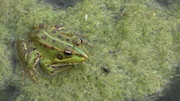 Ultra Nahaufnahme Des Kopfes Des Weißen Pferdes Ohne Geschirr Pferd — Stockvideo