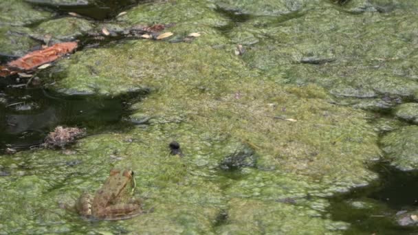 Ultra Rana Pantano Aguas Turbias Llena Algas Verdes Con Abundancia — Vídeos de Stock