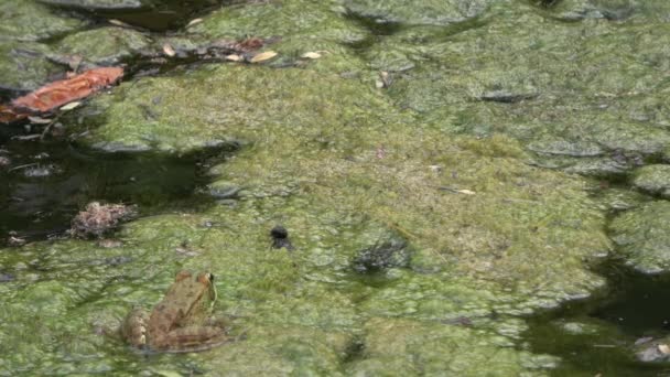 4K. Ultra HD. Grenouille dans un marais d'eau trouble, pleine d'algues vertes avec une abondance d'espèces de grenouilles. La faune. Respiration grenouille. La nature. Les grenouilles sautent. Déplacement .