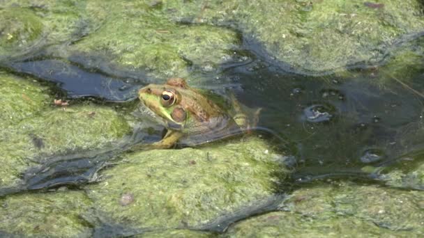 Ultra Frog Mocsárban Sötét Víz Tele Zöld Alga Bőséges Béka — Stock videók