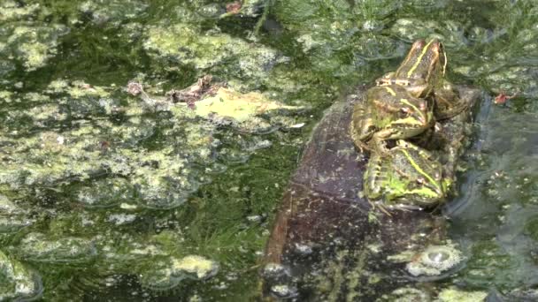 ウルトラHd カエルの種の豊富な緑藻の完全な濁った水の沼でカエル カエルの呼吸自然 — ストック動画