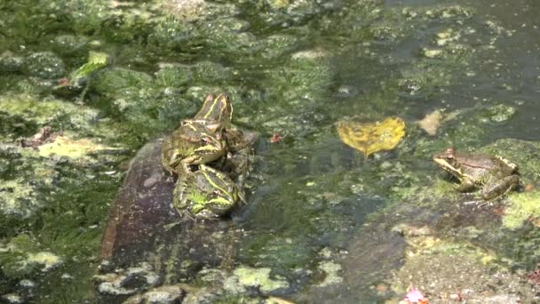 ウルトラHd カエルの種の豊富な緑藻の完全な濁った水の沼でカエル カエルの呼吸自然 — ストック動画