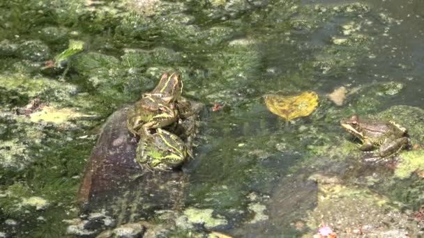 ウルトラHd カエルの種の豊富な緑藻の完全な濁った水の沼でカエル カエルの呼吸自然 カエルが飛び跳ねている — ストック動画