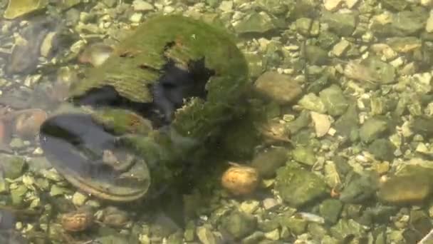 Ultra Resti Rifiuti Urbani Gettati Nel Fiume Inquinamento Urbano Fiume — Video Stock