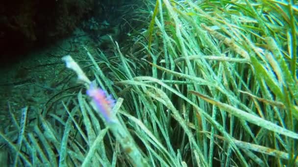 Ultra Buceo Profesional Malta Ondas Algas Marinas Con Insecto Marino — Vídeos de Stock