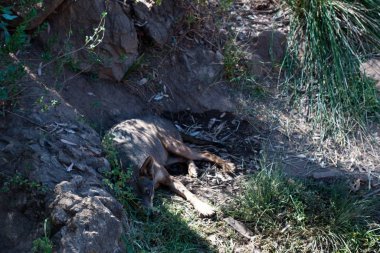 Dağın kumlarında, kayaların yanında ve doğal bir arka planda yatan kurt. Hayvanın etrafındaki bitkiler, sıcak yaşam alanı. Kurt istirahati.