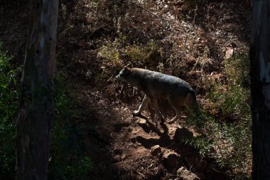 Dağın kumlarında, kayaların yanında ve doğal bir arka planda duran kurt. Hayvanın etrafındaki bitkiler, sıcak yaşam alanı. Kurt yiyecek arıyor. Izliyor.