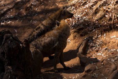 Sırtlanlar soyunda dağın kumlarında, kayaların yanında ve doğal bir arka planda duruyor. Hayvanın etrafındaki bitkiler, sıcak yaşam alanı. Sırtlan yiyecek arıyor. Vahşi, etobur.
