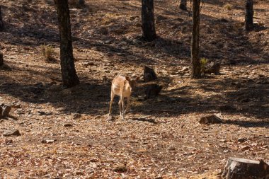 Springbok vücut yakın, yeşil bir doğal arka plan üzerinde fotoğraflandı. Açık kahverengi hayvan, büyük gözlü. Onlar memeli ve otobur. Hayvanlar ve doğa.