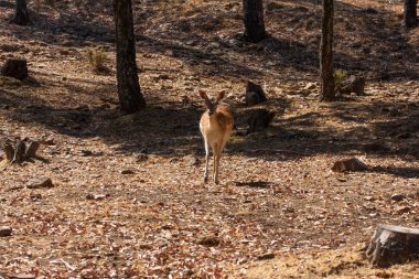 Springbok vücut yakın, yeşil bir doğal arka plan üzerinde fotoğraflandı. Açık kahverengi hayvan, büyük gözlü. Onlar memeli ve otobur. Hayvanlar ve doğa.