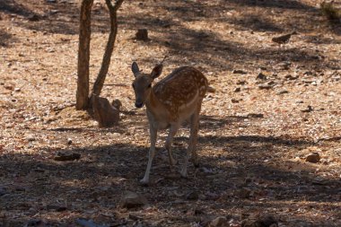 Springbok vücut yakın, yeşil bir doğal arka plan üzerinde fotoğraflandı. Açık kahverengi hayvan, büyük gözlü. Onlar memeli ve otobur. Hayvanlar ve doğa.