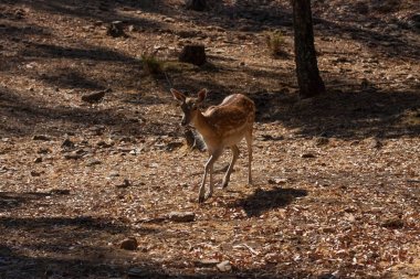 Springbok vücut yakın, yeşil bir doğal arka plan üzerinde fotoğraflandı. Açık kahverengi hayvan, büyük gözlü. Onlar memeli ve otobur. Hayvanlar ve doğa.