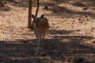 Springbok vücut yakın, yeşil bir doğal arka plan üzerinde fotoğraflandı. Açık kahverengi hayvan, büyük gözlü. Onlar memeli ve otobur. Hayvanlar ve doğa.