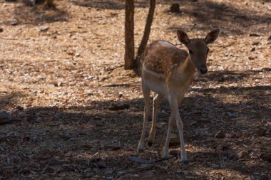 Springbok vücut yakın, yeşil bir doğal arka plan üzerinde fotoğraflandı. Açık kahverengi hayvan, büyük gözlü. Onlar memeli ve otobur. Hayvanlar ve doğa.
