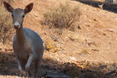 Springbok vücut yakın, yeşil bir doğal arka plan üzerinde fotoğraflandı. Açık kahverengi hayvan, büyük gözlü. Onlar memeli ve otobur. Hayvanlar ve doğa.