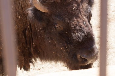 Doğal bir parkta Amerikan bizonu, bazıları ayakta, diğerleri yalan söylüyor, ve diğerleri de yakınlarında genç. Ağaçlar ve kayalarla dolu doğal bir arka plandaki hayvanlar. Yakından, sakin hayvanlar görüldü.