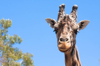 Bir safari zürafa, yakından görülen, doğal ve sıcak bir arka plan ile. Berrak gökyüzü ve mavi arka plan ile. Sıcak yaşam alanı. Zürafalar birbiriyle bağlantılı. Zararsız zürafalar, yiyecek almak isteyen.
