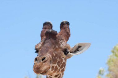 Bir safari zürafa, yakından görülen, doğal ve sıcak bir arka plan ile. Berrak gökyüzü ve mavi arka plan ile. Sıcak yaşam alanı. Zürafalar birbiriyle bağlantılı. Zararsız zürafalar, yiyecek almak isteyen.