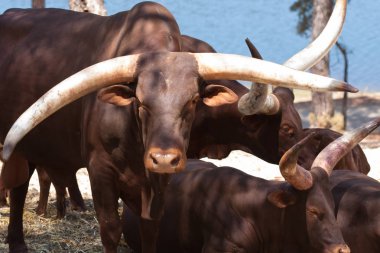 Watusi in herd, in the mountains, next to rocks and in a natural background. Plants around animals, hot habitat. Watusi related to the pack. Nature, animals clipart