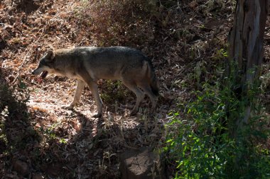 Dağın kumlarında, kayaların yanında ve doğal bir arka planda yatan kurt. Hayvanın etrafındaki bitkiler, sıcak yaşam alanı. Kurt istirahati.