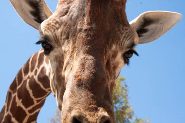 Bir safari zürafa, yakından görülen, doğal ve sıcak bir arka plan ile. Berrak gökyüzü ve mavi arka plan ile. Sıcak yaşam alanı. Zürafalar birbiriyle bağlantılı. Zararsız zürafalar, yiyecek almak isteyen.