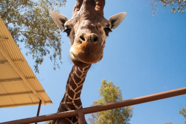 Bir safari zürafa, yakından görülen, doğal ve sıcak bir arka plan ile. Berrak gökyüzü ve mavi arka plan ile. Sıcak yaşam alanı. Zürafalar birbiriyle bağlantılı. Zararsız zürafalar, yiyecek almak isteyen.