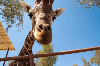 Bir safari zürafa, yakından görülen, doğal ve sıcak bir arka plan ile. Berrak gökyüzü ve mavi arka plan ile. Sıcak yaşam alanı. Zürafalar birbiriyle bağlantılı. Zararsız zürafalar, yiyecek almak isteyen.