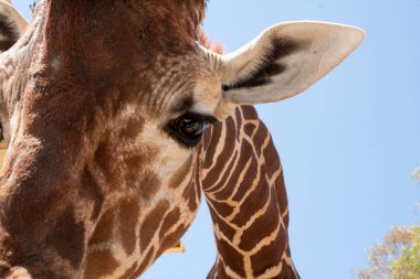 Bir safari zürafa, yakından görülen, doğal ve sıcak bir arka plan ile. Berrak gökyüzü ve mavi arka plan ile. Sıcak yaşam alanı. Zürafalar birbiriyle bağlantılı. Zararsız zürafalar, yiyecek almak isteyen.