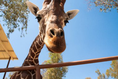 Bir safari zürafa, yakından görülen, doğal ve sıcak bir arka plan ile. Berrak gökyüzü ve mavi arka plan ile. Sıcak yaşam alanı. Zürafalar birbiriyle bağlantılı. Zararsız zürafalar, yiyecek almak isteyen.
