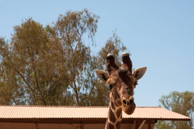 Bir safari zürafa, yakından görülen, doğal ve sıcak bir arka plan ile. Berrak gökyüzü ve mavi arka plan ile. Sıcak yaşam alanı. Zürafalar birbiriyle bağlantılı. Zararsız zürafalar, yiyecek almak isteyen.