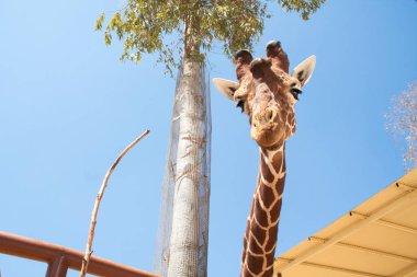 Bir safari zürafa, yakından görülen, doğal ve sıcak bir arka plan ile. Berrak gökyüzü ve mavi arka plan ile. Sıcak yaşam alanı. Zürafalar birbiriyle bağlantılı. Zararsız zürafalar, yiyecek almak isteyen.