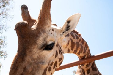 Bir safari zürafa, yakından görülen, doğal ve sıcak bir arka plan ile. Berrak gökyüzü ve mavi arka plan ile. Sıcak yaşam alanı. Zürafalar birbiriyle bağlantılı. Zararsız zürafalar, yiyecek almak isteyen.