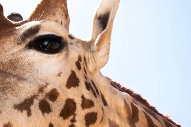 Bir safari zürafa, yakından görülen, doğal ve sıcak bir arka plan ile. Berrak gökyüzü ve mavi arka plan ile. Sıcak yaşam alanı. Zürafalar birbiriyle bağlantılı. Zararsız zürafalar, yiyecek almak isteyen.