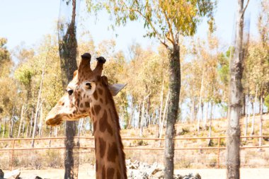 Bir safari zürafa, yakından görülen, doğal ve sıcak bir arka plan ile. Berrak gökyüzü ve mavi arka plan ile. Sıcak yaşam alanı. Zürafalar birbiriyle bağlantılı. Zararsız zürafalar, yiyecek almak isteyen.