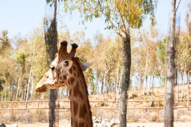 Bir safari zürafa, yakından görülen, doğal ve sıcak bir arka plan ile. Berrak gökyüzü ve mavi arka plan ile. Sıcak yaşam alanı. Zürafalar birbiriyle bağlantılı. Zararsız zürafalar, yiyecek almak isteyen.