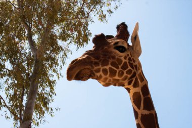 Bir safari zürafa, yakından görülen, doğal ve sıcak bir arka plan ile. Berrak gökyüzü ve mavi arka plan ile. Sıcak yaşam alanı. Zürafalar birbiriyle bağlantılı. Zararsız zürafalar, yiyecek almak isteyen.